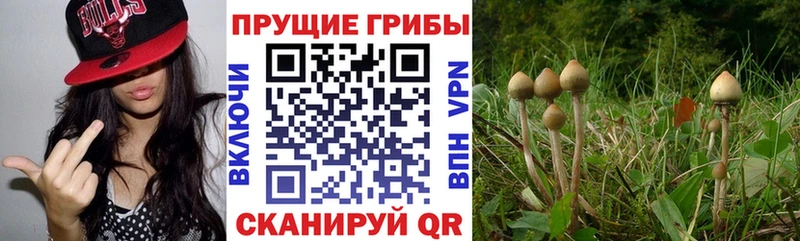 это клад  Шадринск  Псилоцибиновые грибы MAGIC MUSHROOMS 